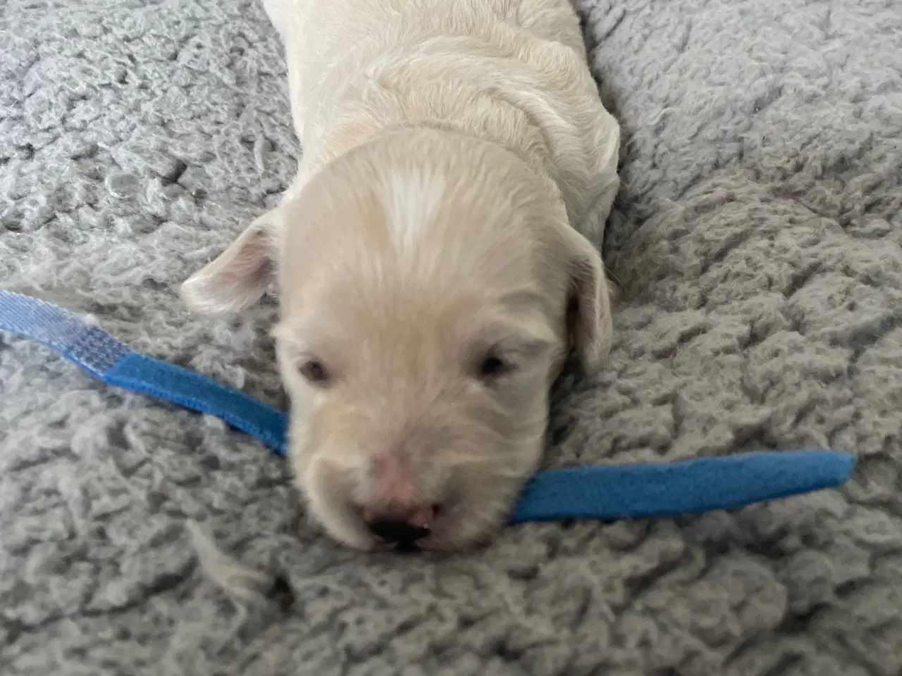 Billede 3 - Havapoo/maltipoo