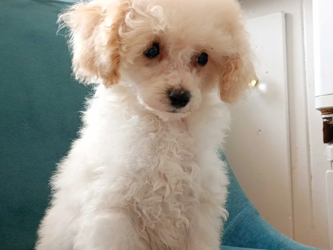 Billede 1 - Mini cavapoo 