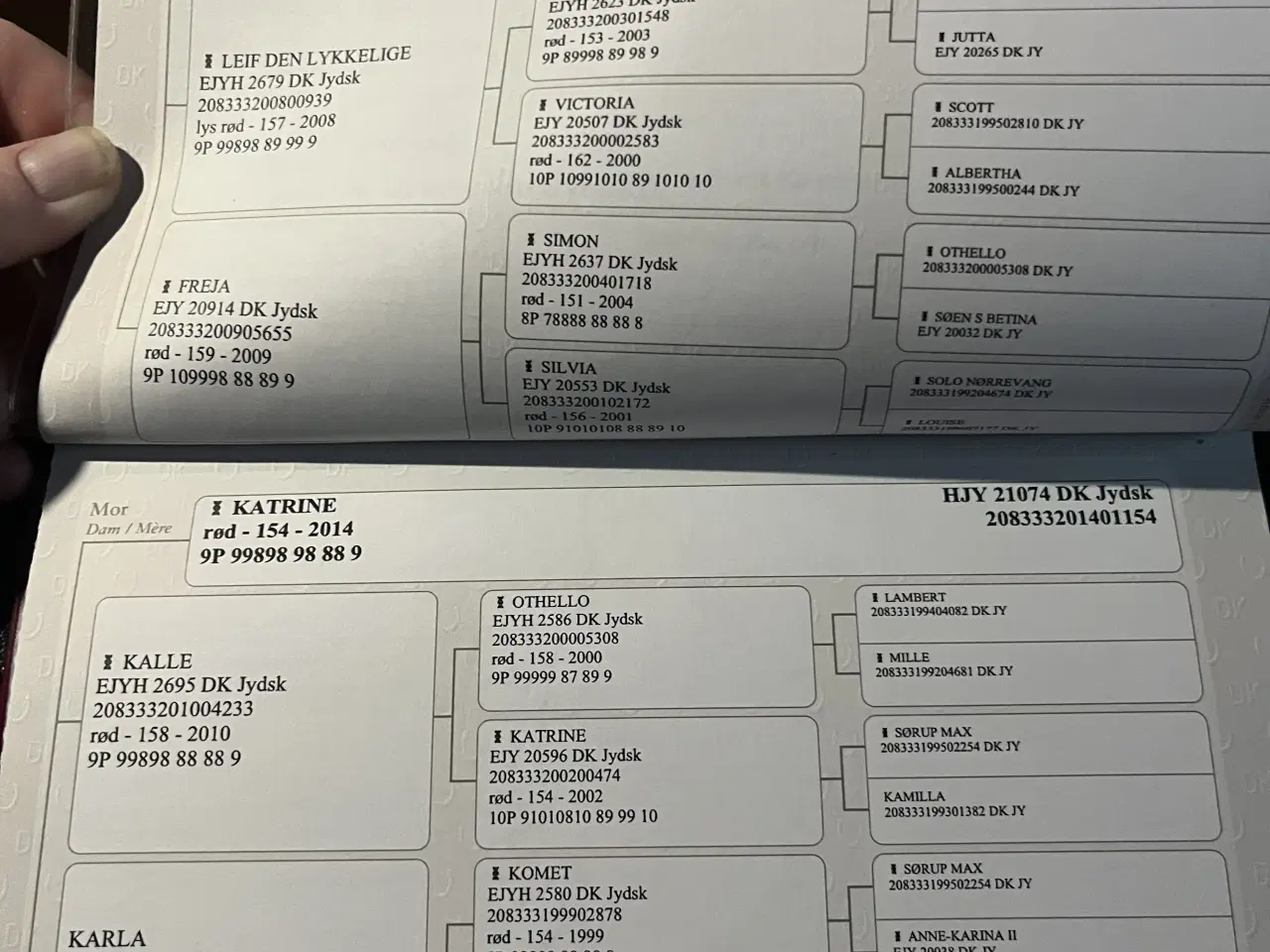 Billede 4 - Jysk hingst