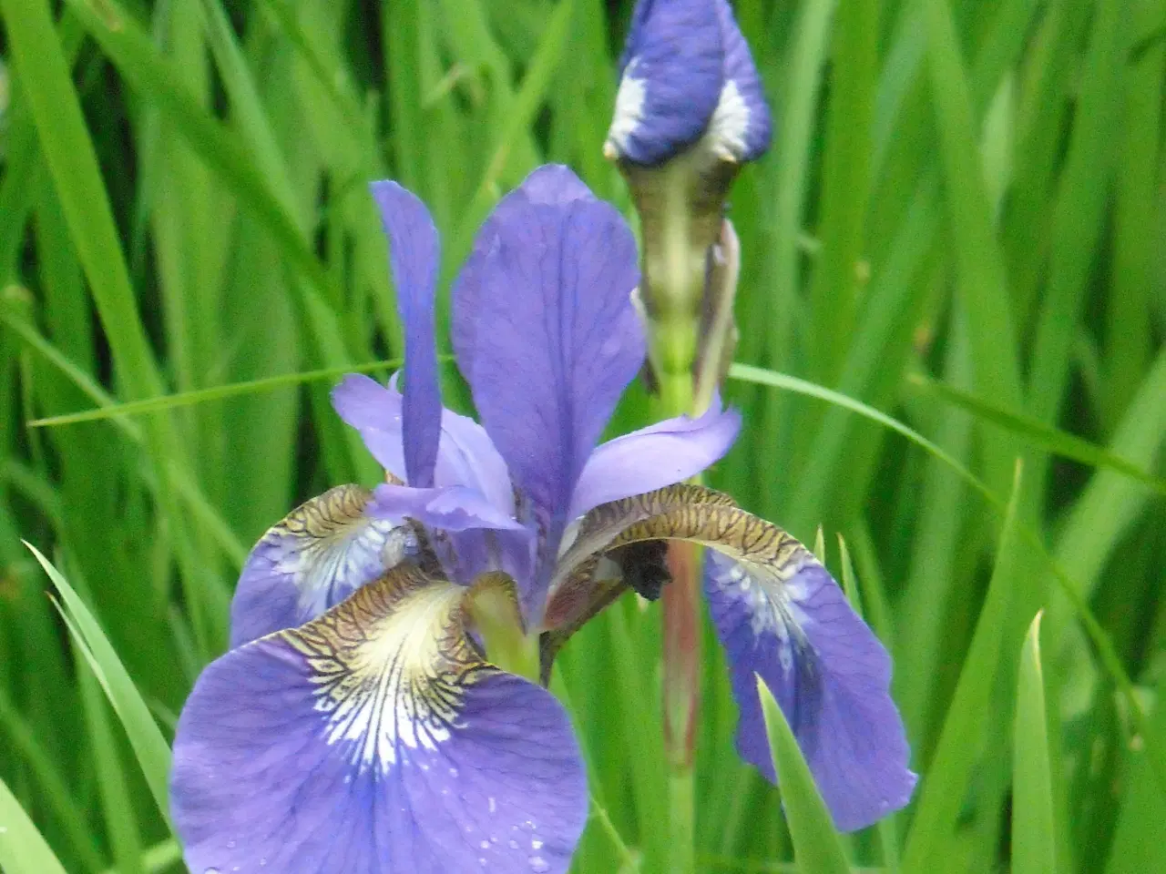 Billede 1 - Blå Iris