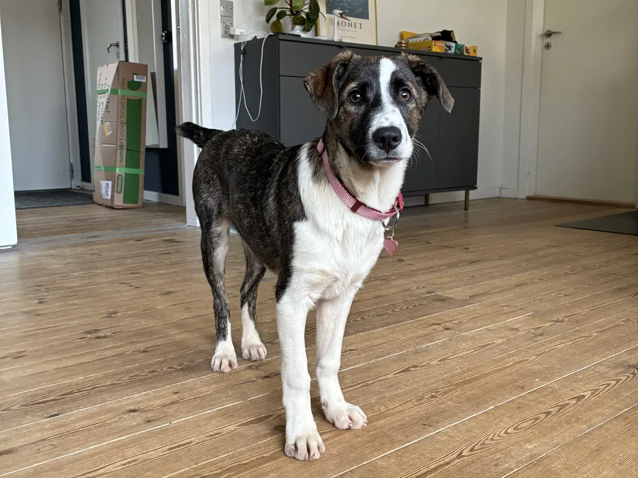 Billede 2 - Tora søger sin 4 ever familie.