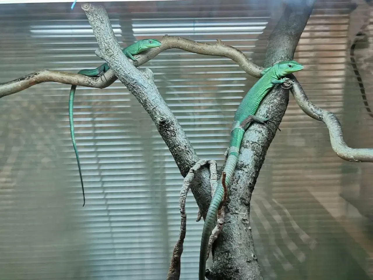 Billede 2 -  Et par Gastropholis Prasina