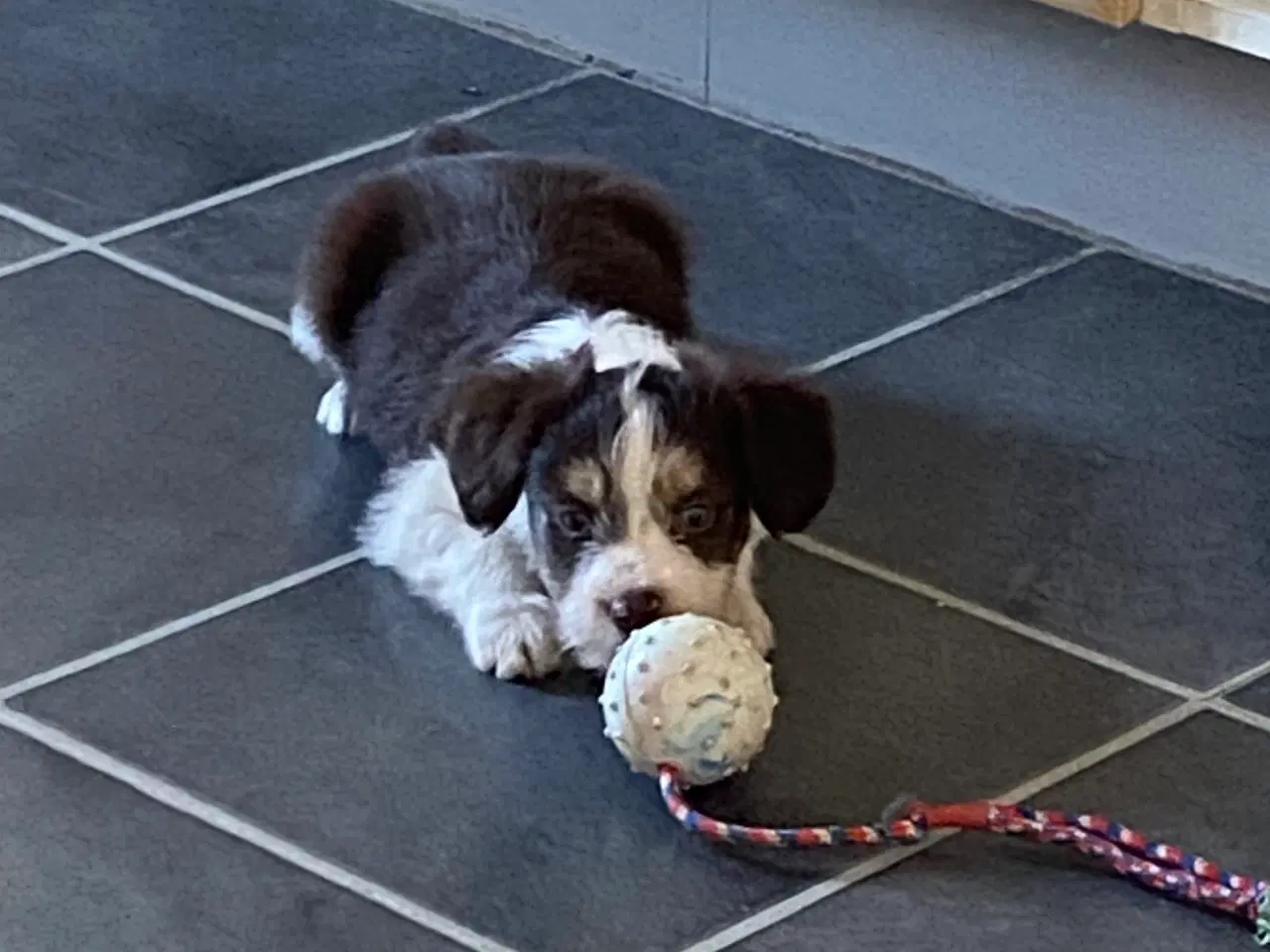 Billede 9 - Border Collie / Powder puff