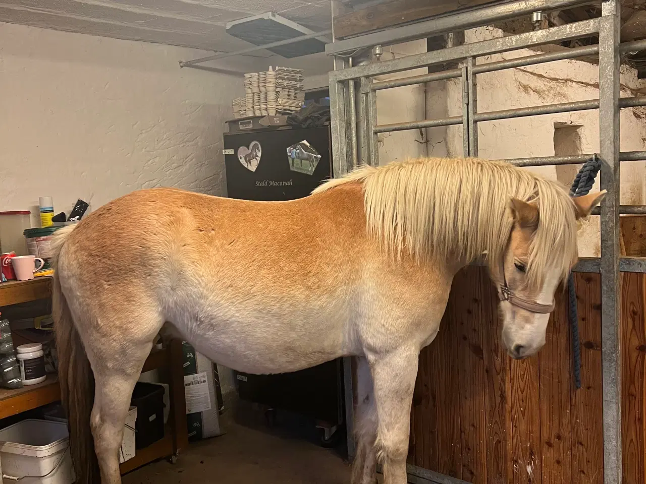 Billede 3 - Haflinger 3 års vallak