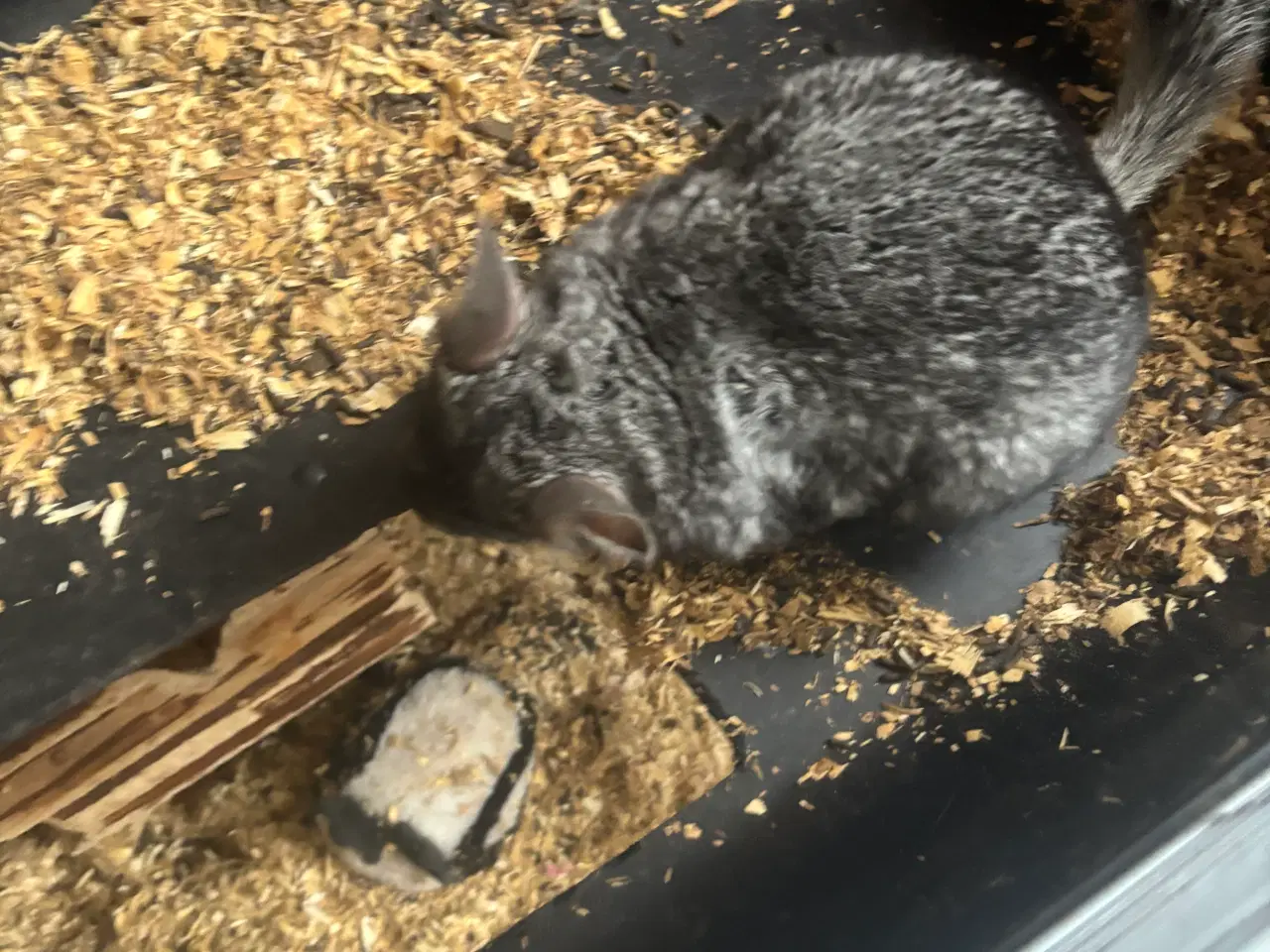 Billede 8 - To drenge chinchilla 