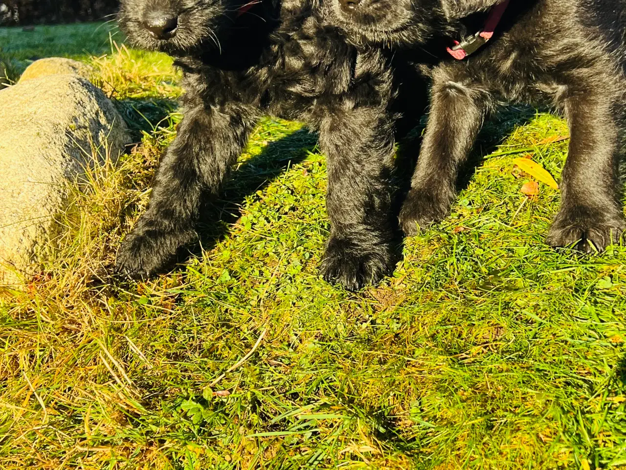 Billede 5 - Labradoodle-blandinger. 2 tæver tilbage ❤️🩷