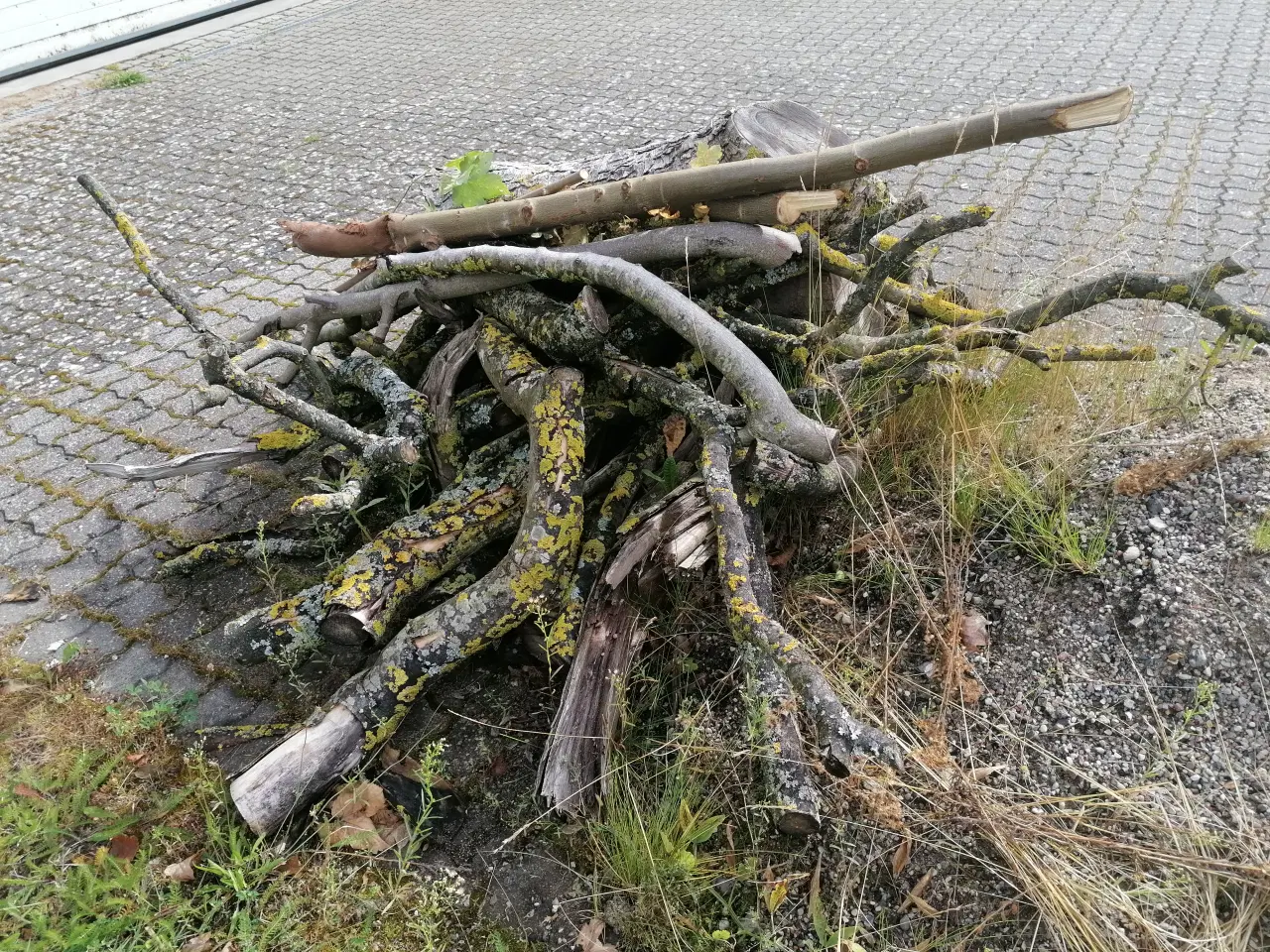 Billede 3 - Blandet Løvtræ op til ca. Ø20 cm.