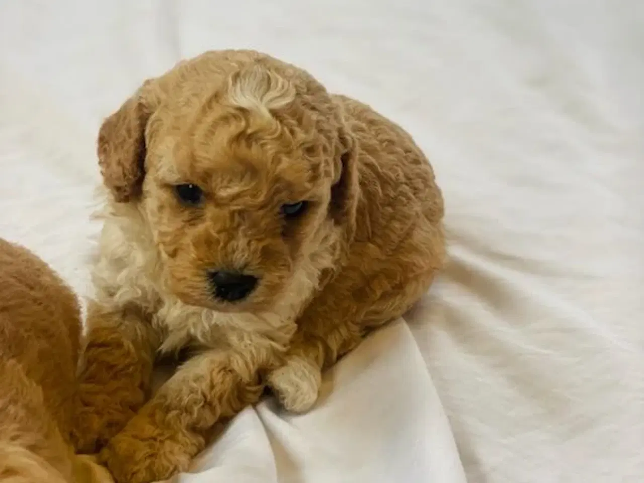 Billede 10 - Cavapoo hvalpe 