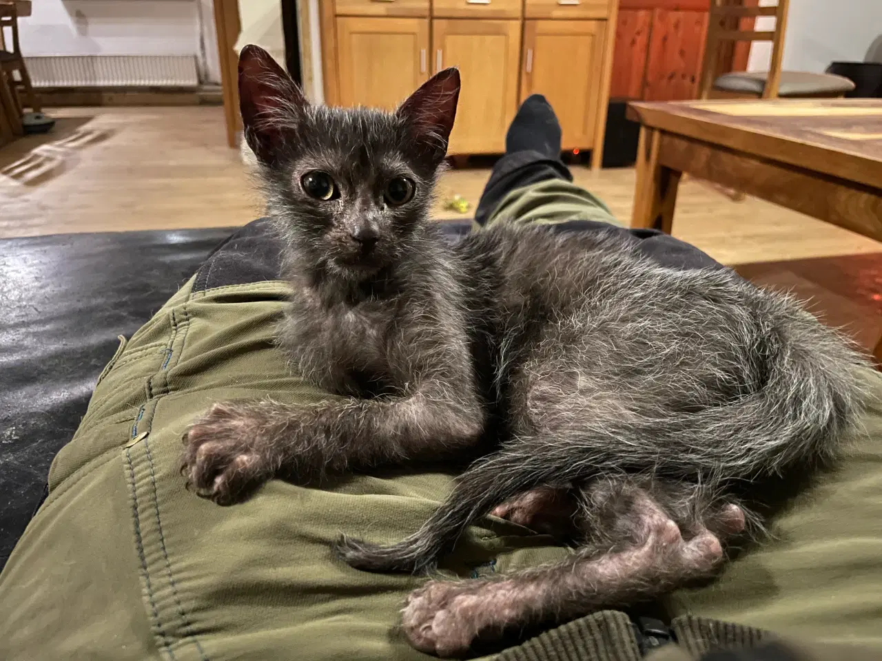 Billede 3 - Lykoi varulvekat