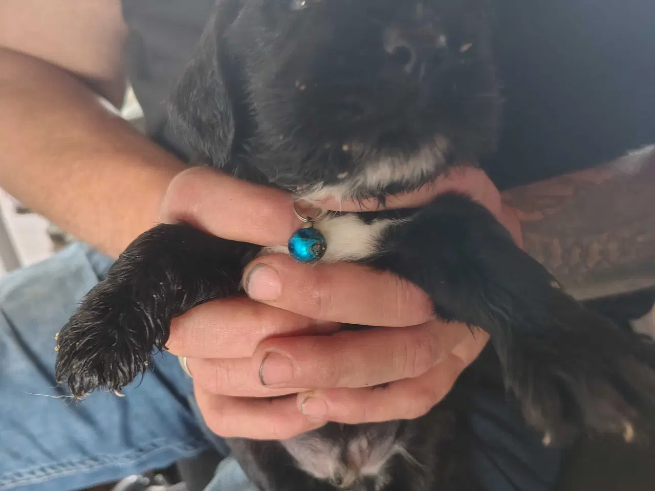 Billede 12 - Cocker Spaniel 