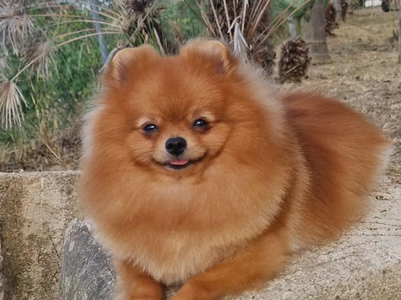 Billede 2 - Pomeranian han 