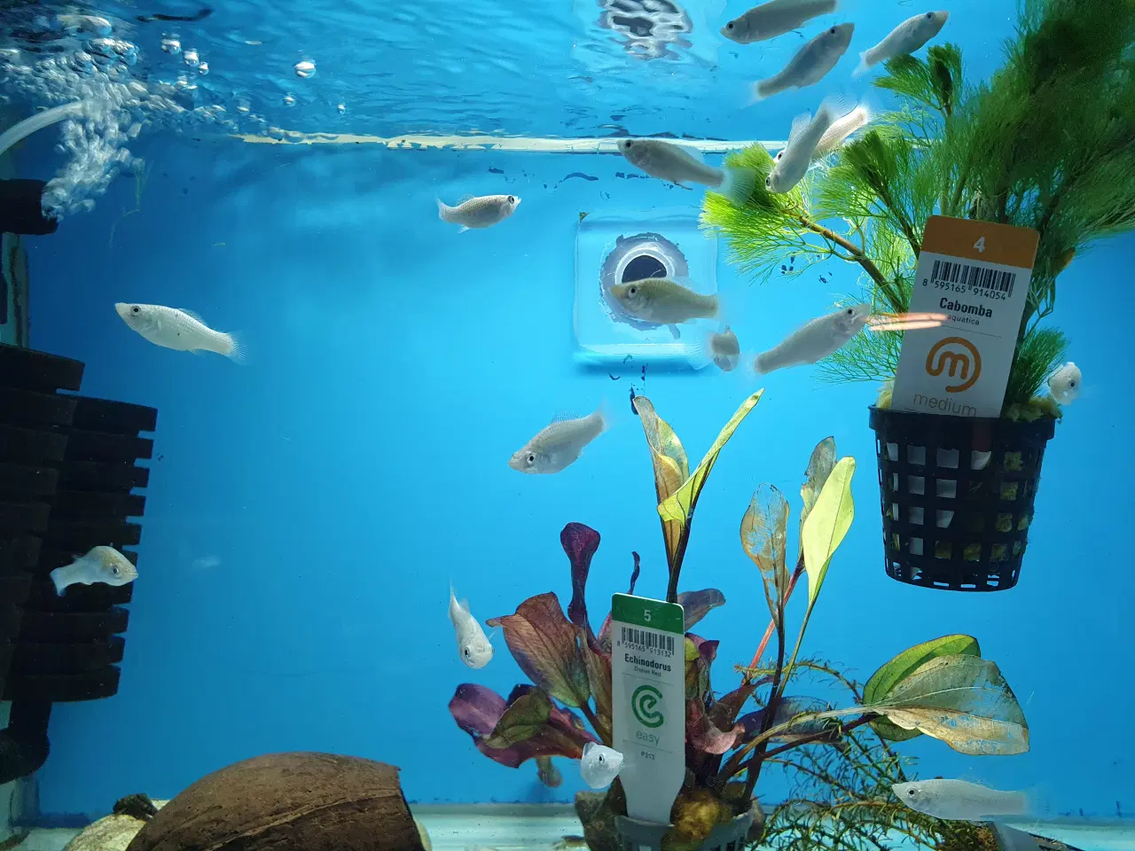 Billede 2 - 🐟✨ SEJLFINNET MOLLY TIL SALG ✨🐟  Sejlfinnet moll