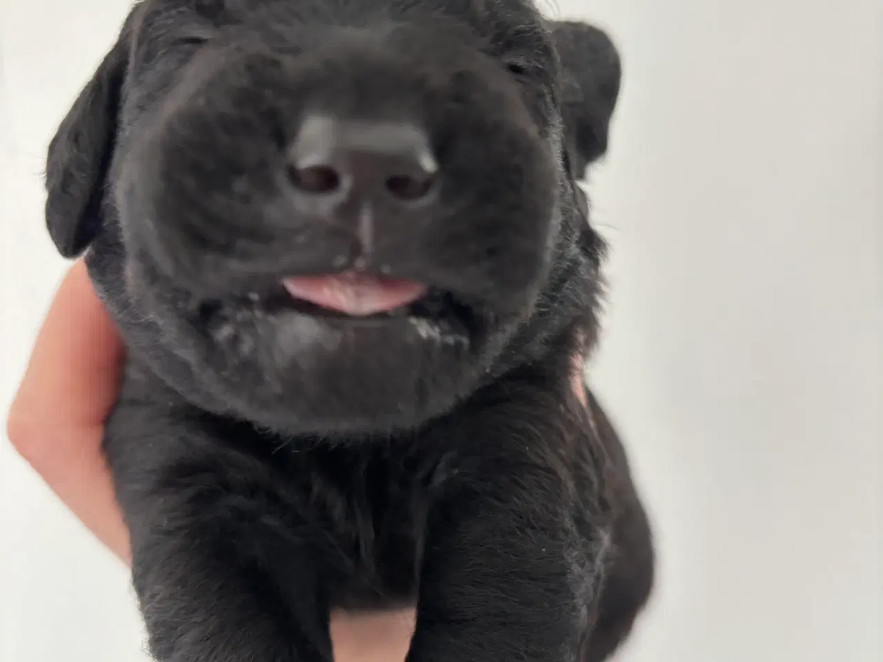 Billede 11 - Labradoodle goldendoodle doodle hvalpe 