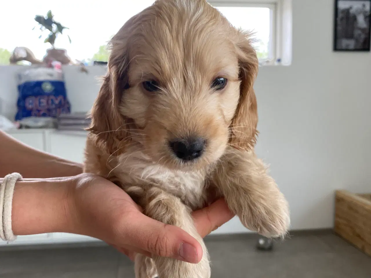 Billede 16 - Cockerpoo, cockerdoodle, cockapoo, doodle