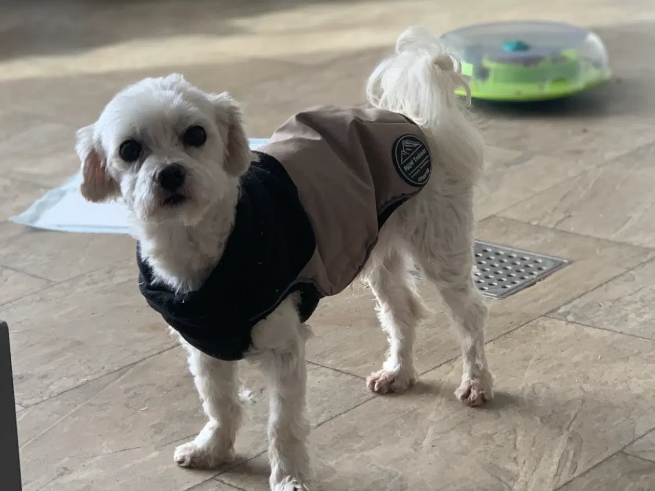 Billede 19 - De smukkeste Maltichon babyer 