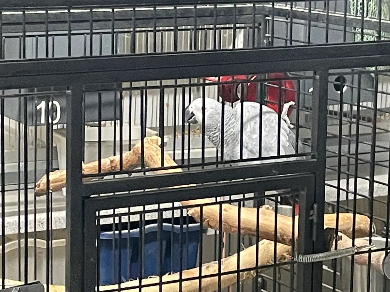 Billede 2 - Rødhalet Grå Jaco