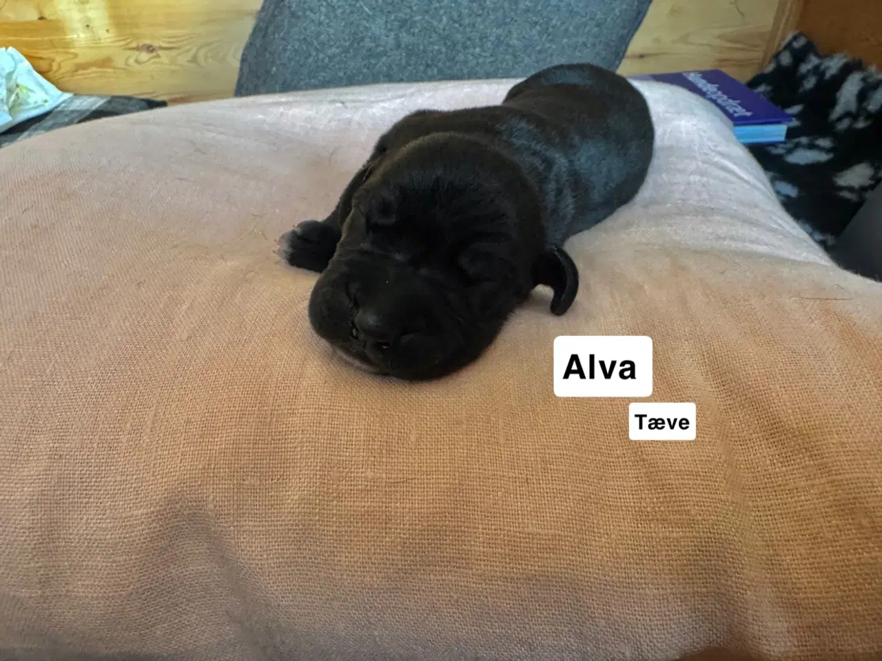 Billede 16 - Grand Danois hvalpe