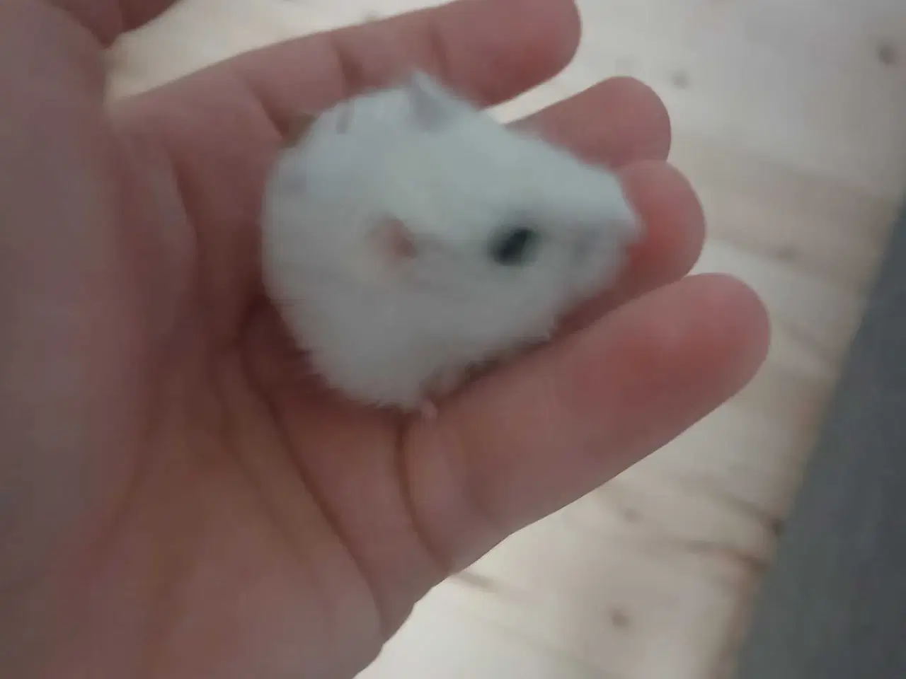 Billede 1 - Dværghamster unger 