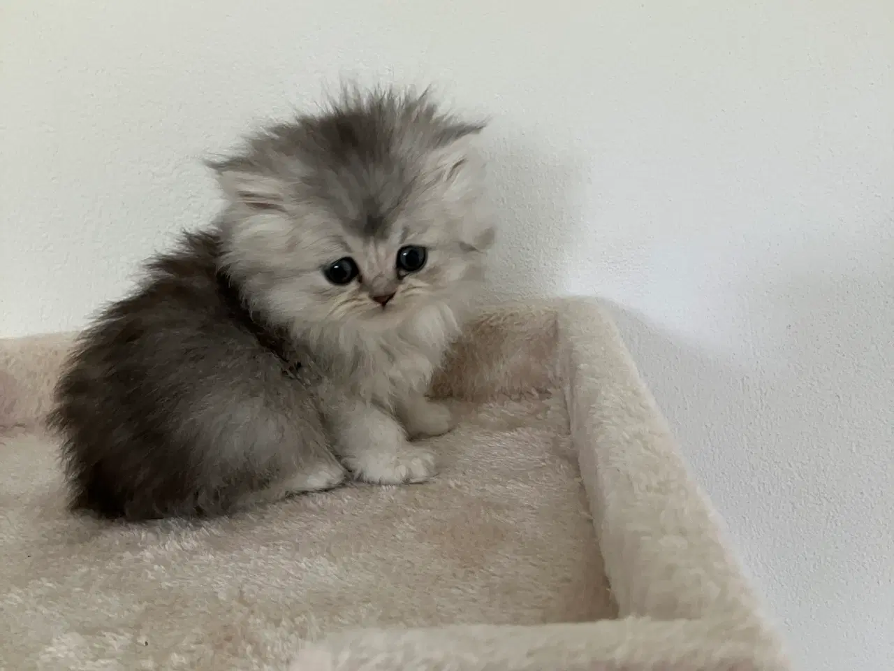 Billede 10 - Perser / British Shorthair