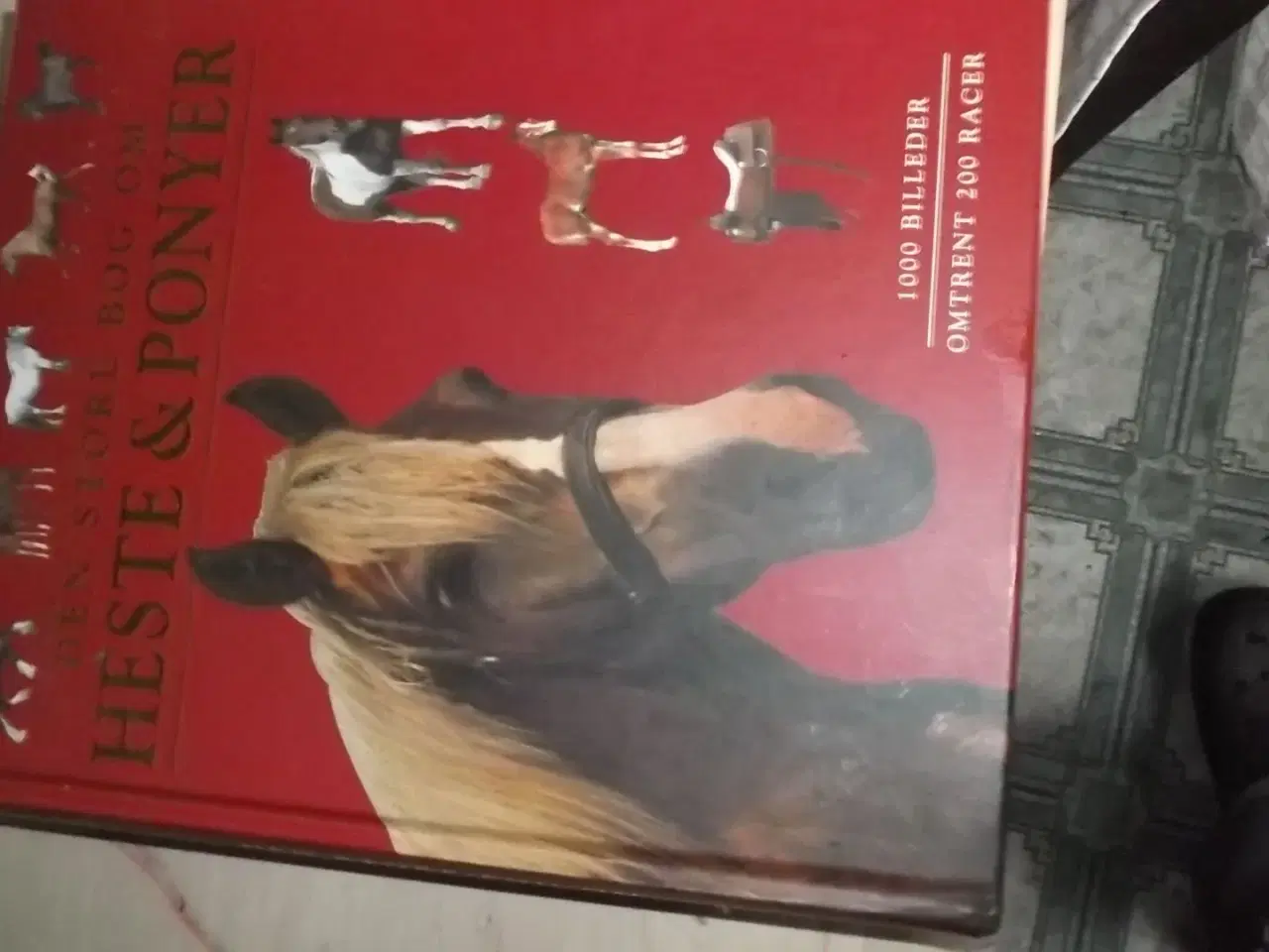 Billede 1 - Den store bog om Heste og Ponyer