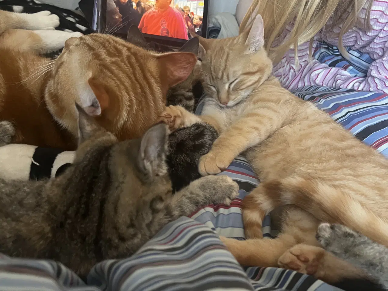 Billede 10 - Indendørs Killinger -afdrag muligt