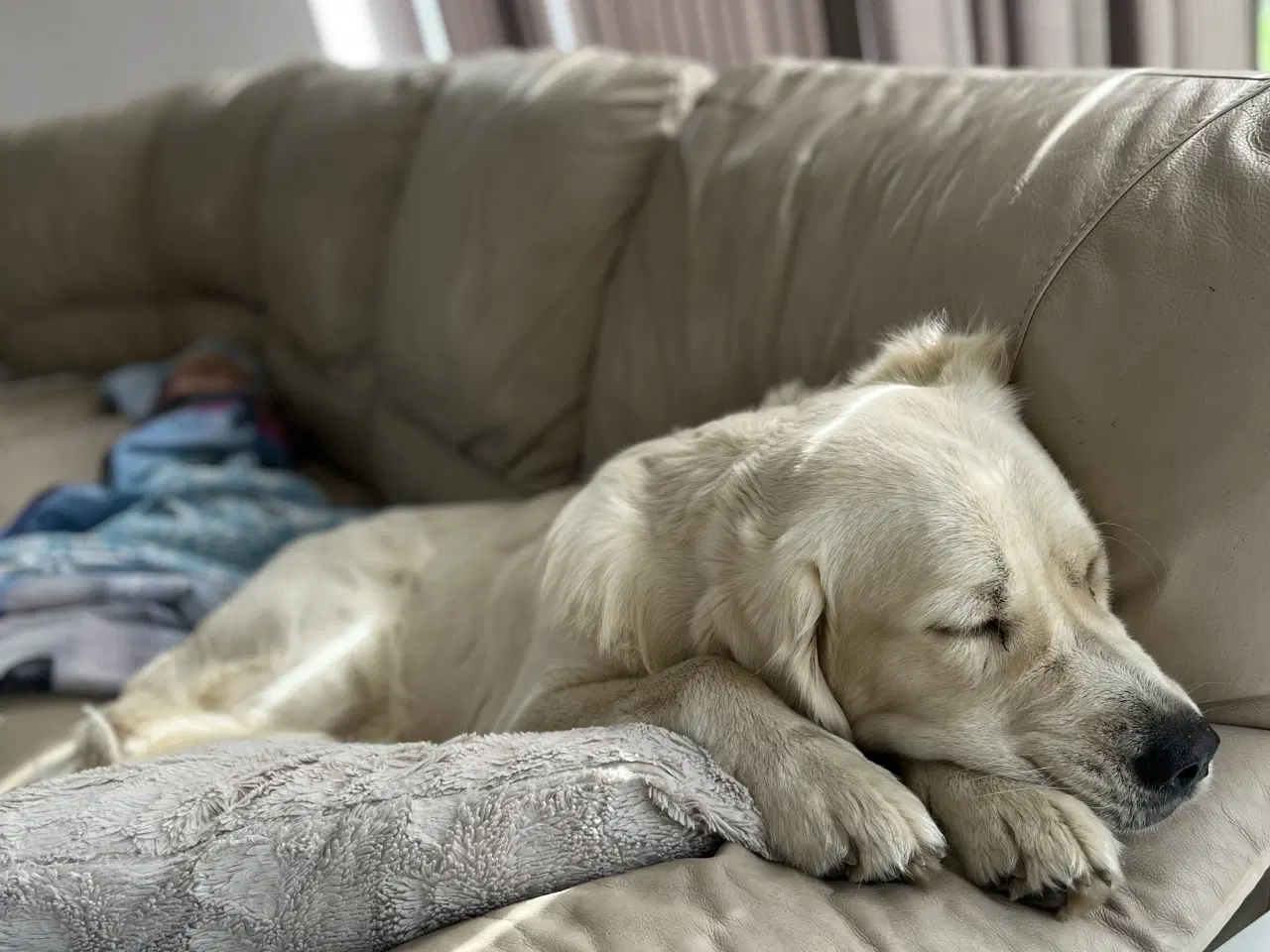 Billede 3 - Skønne familiehunde. Kun 2 tilbage. 
