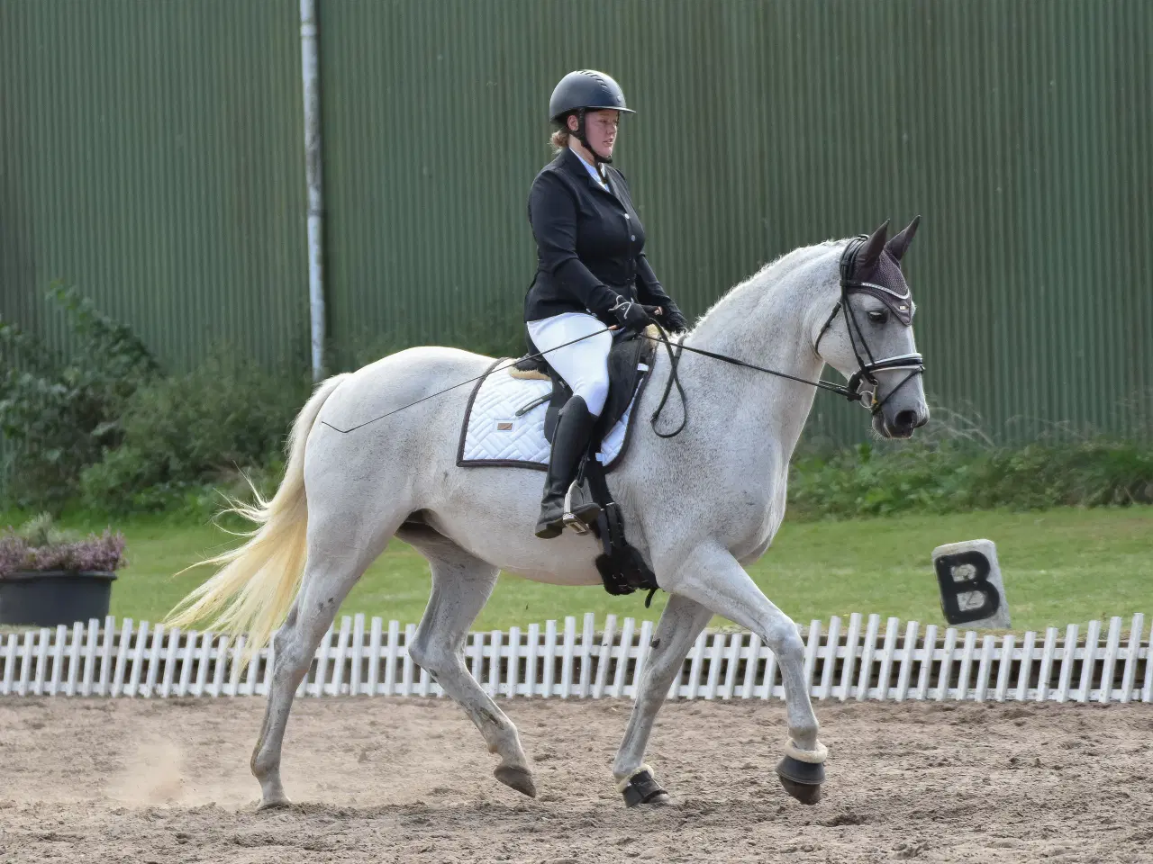 Billede 2 - Udlån/træningshest søges!