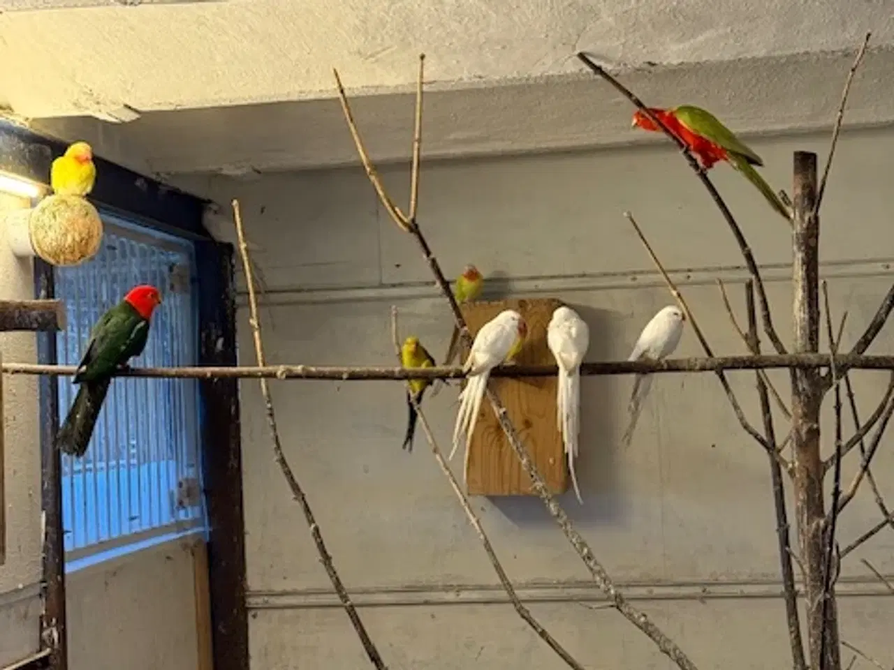 Billede 4 - Prinsesseparakitter i hvid -  blå og gul 