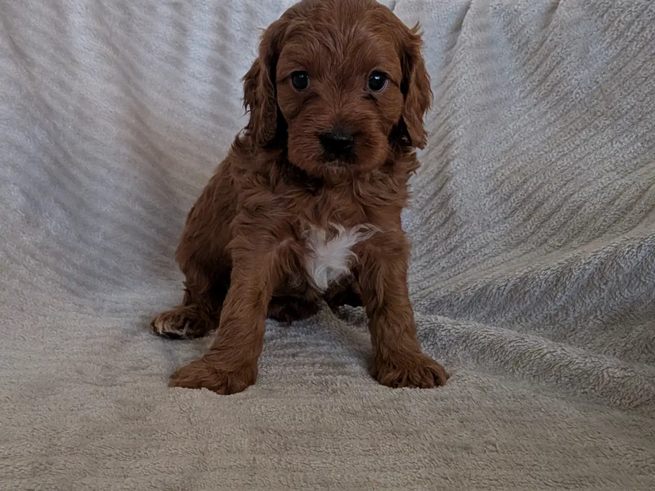 Billede 1 - Cavapoo hvalpe søger kærlige hjem - Cava/Toypuddel