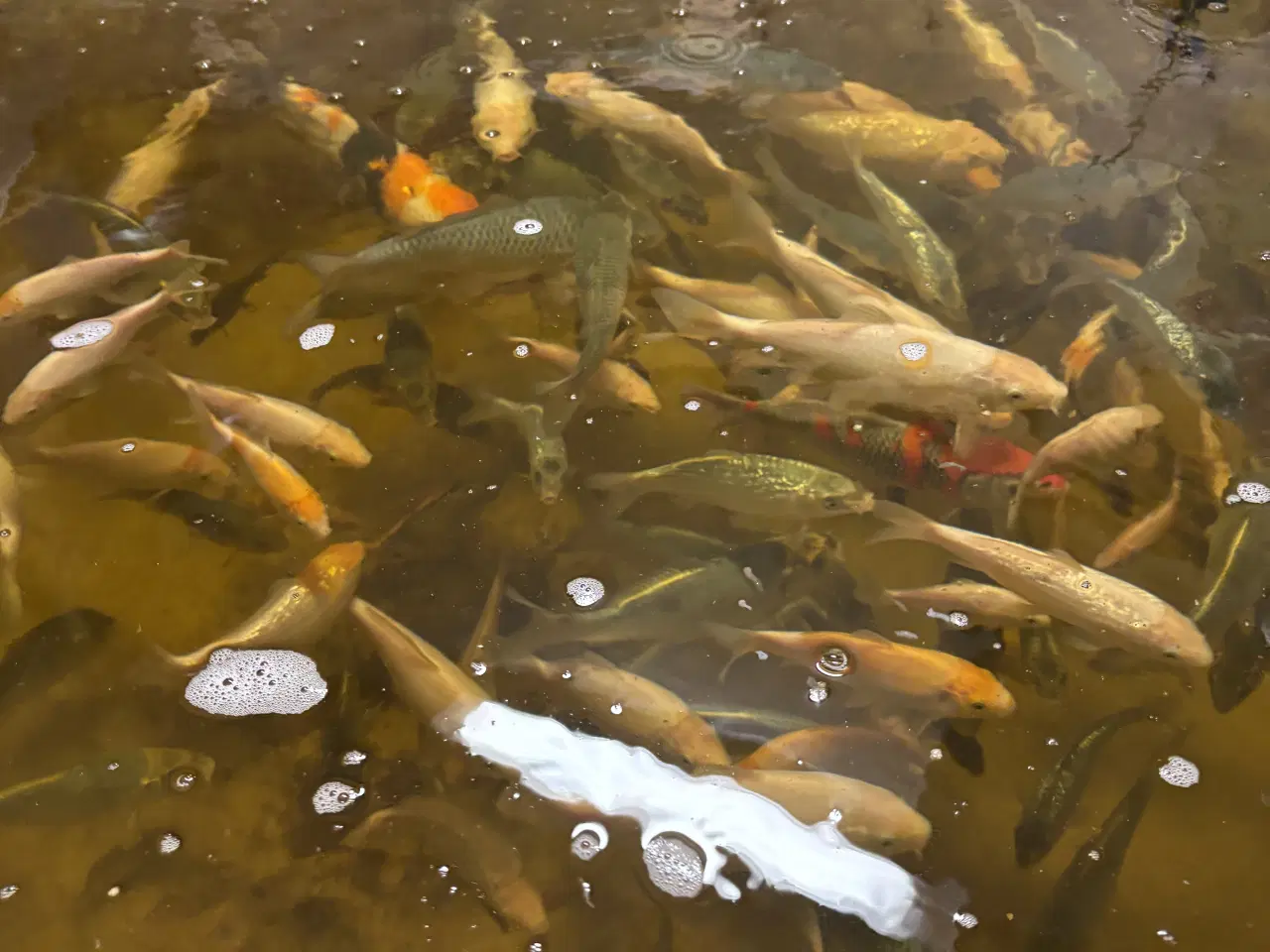 Billede 2 - Koikarper (yngel op til 25cm)