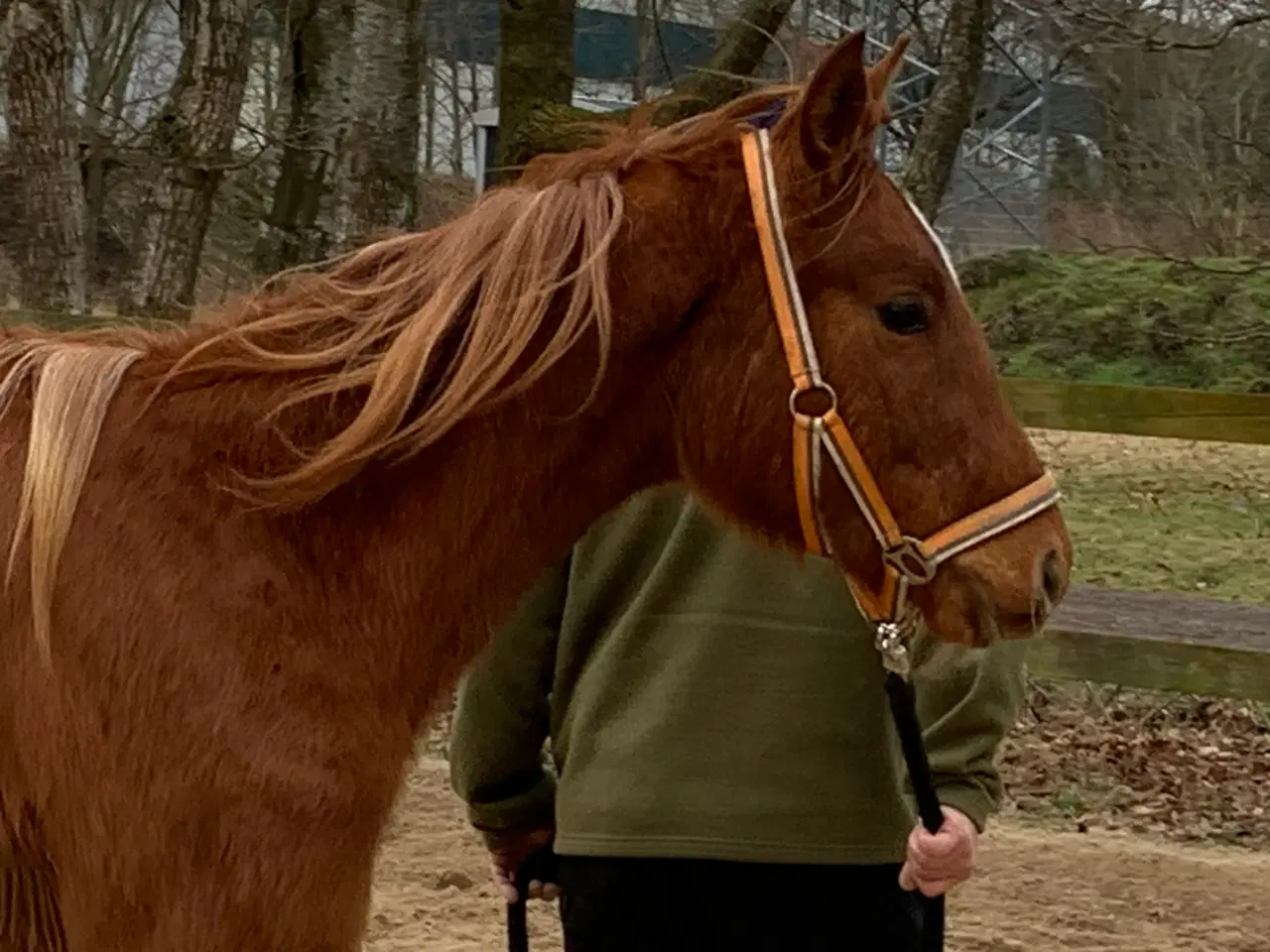 Billede 5 - 2 år hannoveranerhoppe til dressur