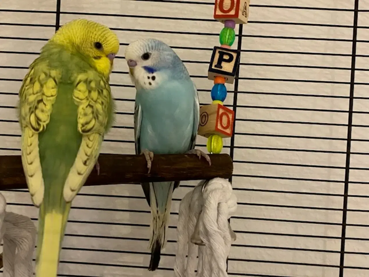 Billede 2 - 2 undulater sælges