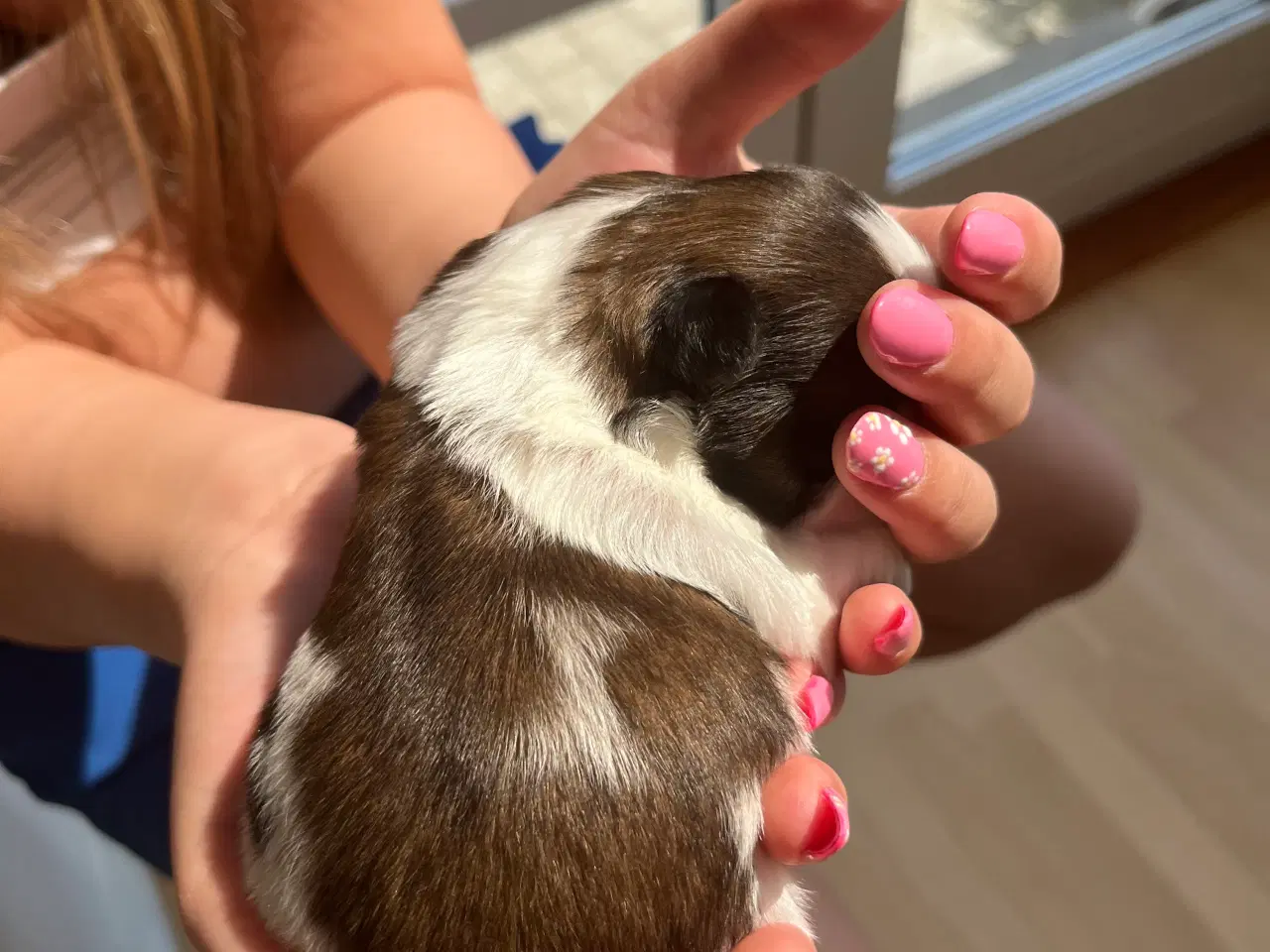 Billede 14 - Rene shih tzu hvalpe til salg 