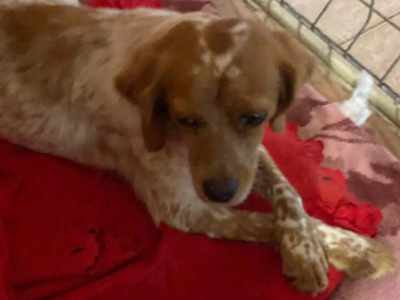 Billede 4 - Amy søger et trygt hjem