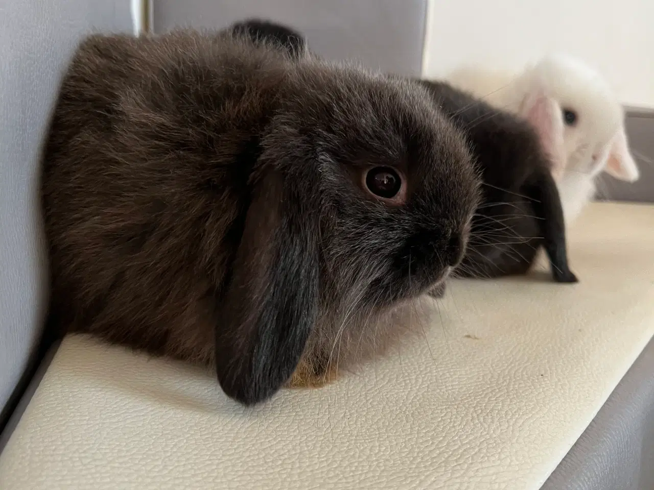 Billede 11 - Minilop