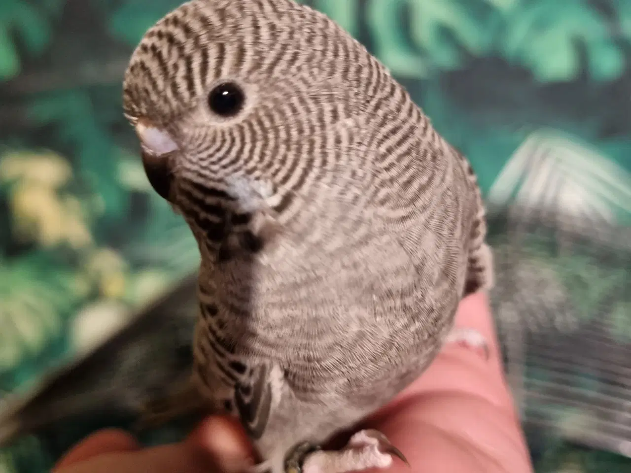 Billede 4 - Blackface undulat (unger)