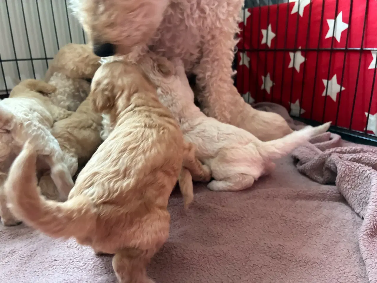 Billede 4 - Labradoodle F3 hvalpe 