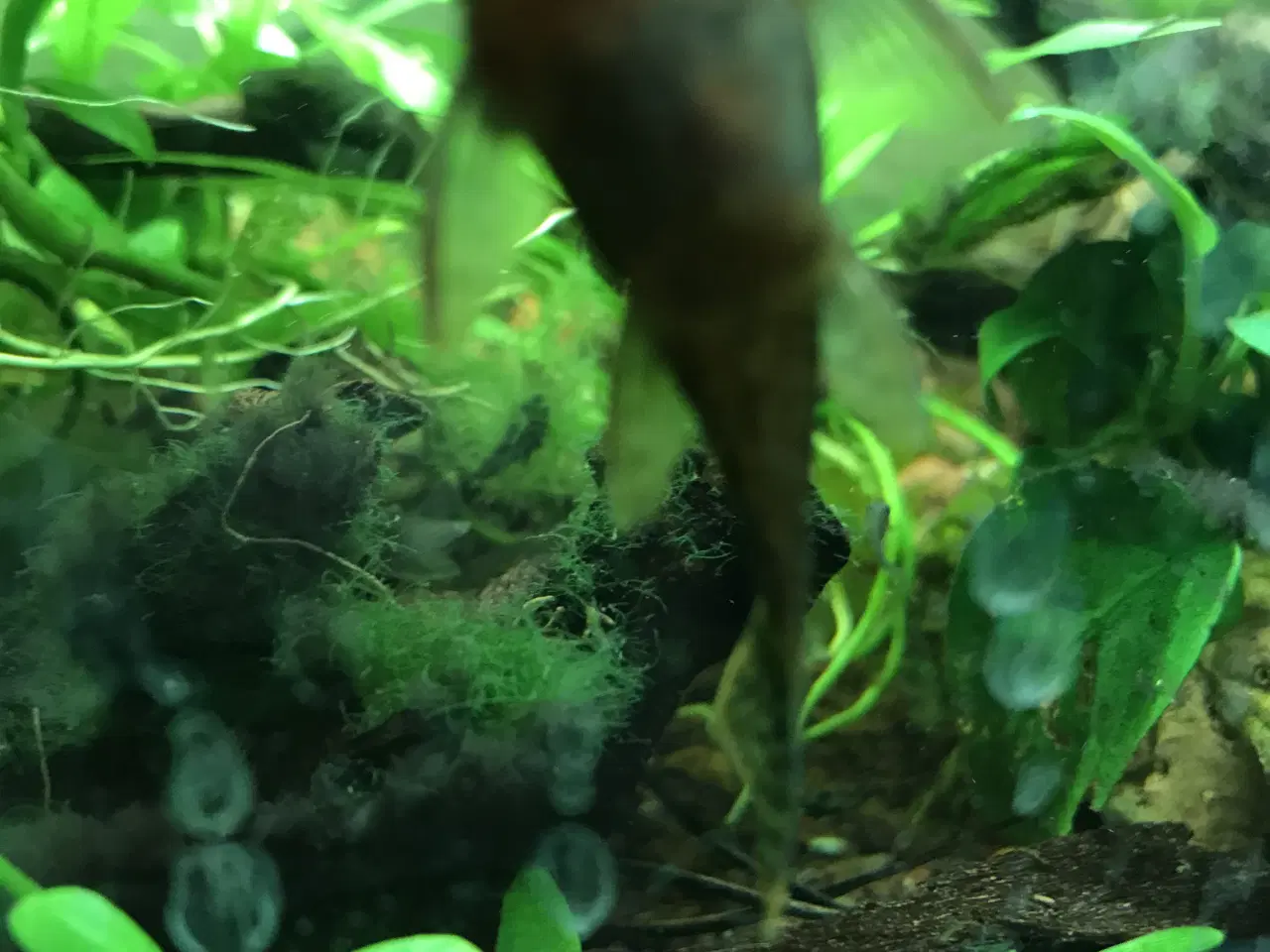 Billede 6 - 🐟 LDA16 Ancistrus maller – sunde og aktive 