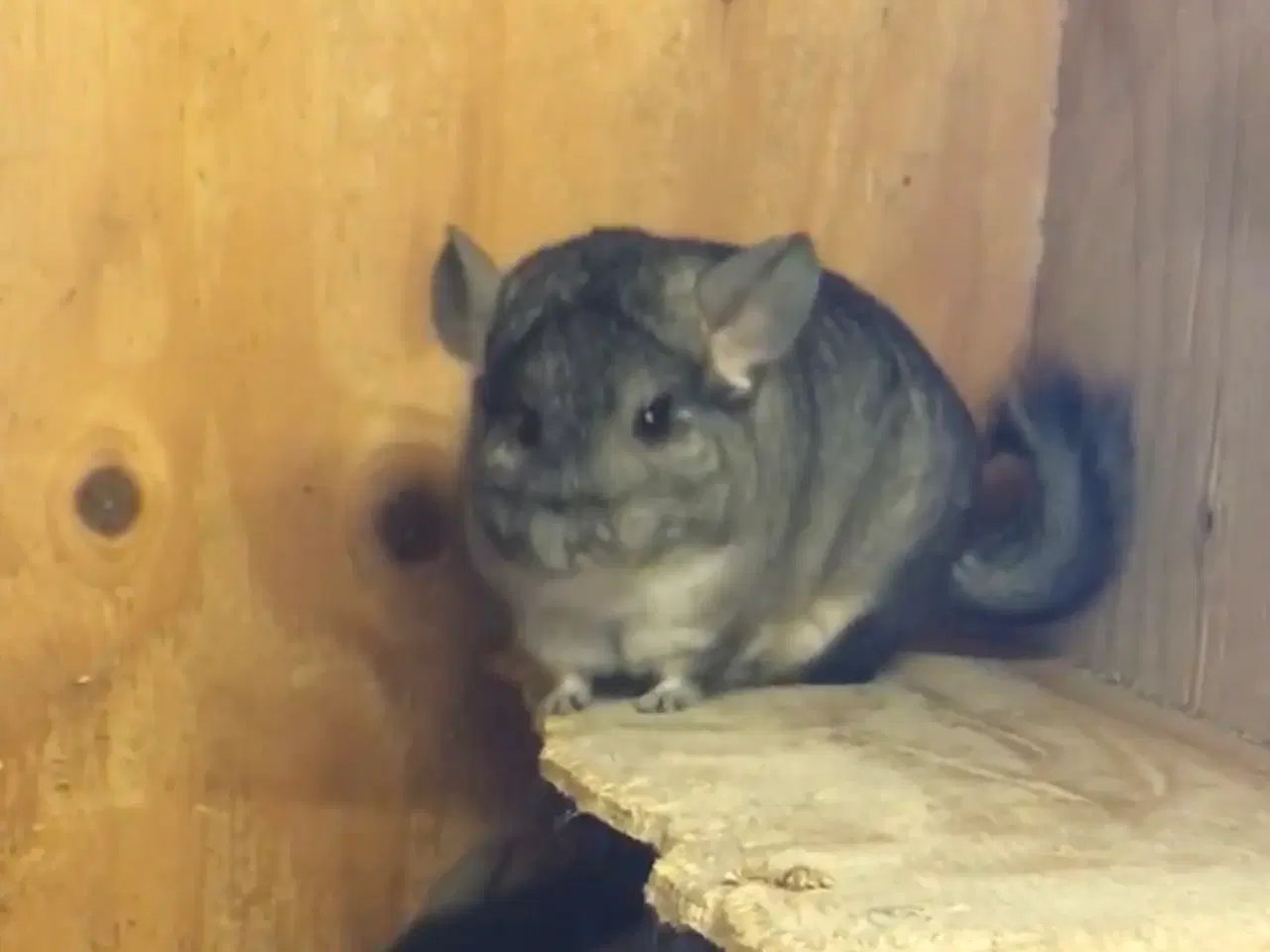 Billede 11 - Rpa og Rpac ( Angora) chinchillaer søger nyt hjem 