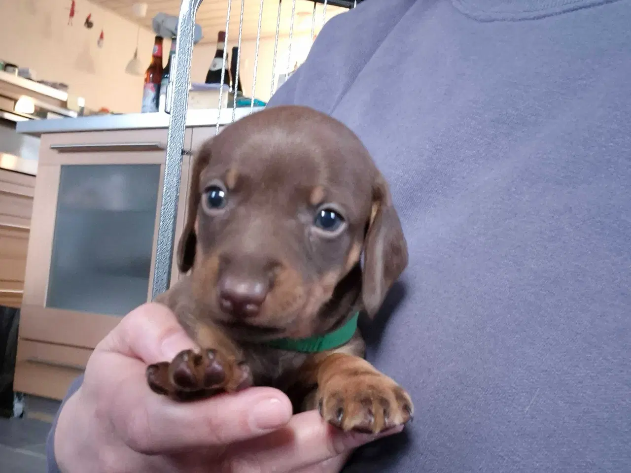 Billede 1 - Gravhundehvalpe, standard, korthåret