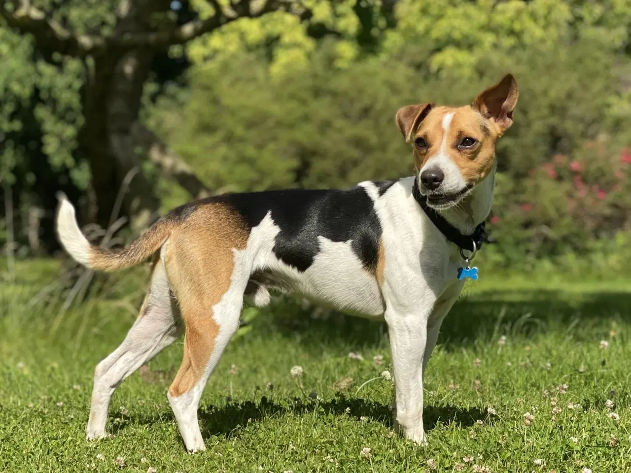 Billede 1 - Avlstjeneste Dansk-Svensk Gårdhund 