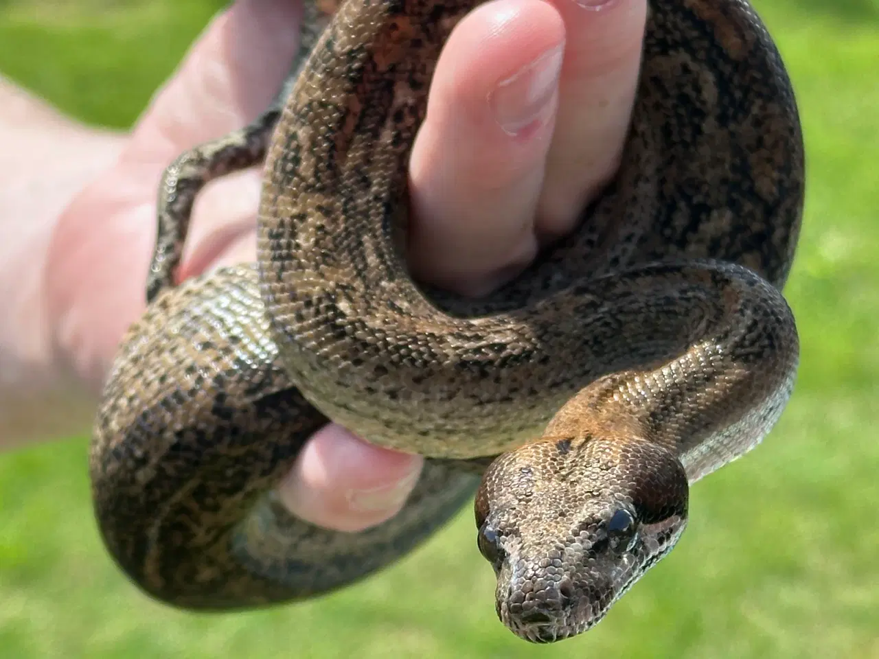 Billede 1 - Smuk Leopard Boa til salg 0,1 🐍