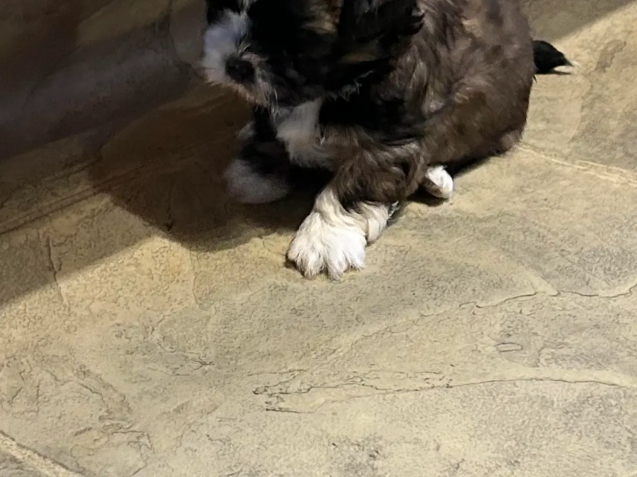 Billede 5 - Shih Tzu/Bicon Havanais hvalpe