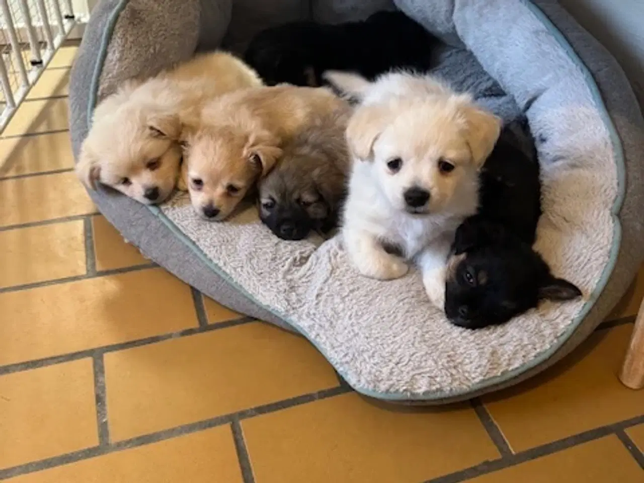 Billede 10 - Små uldtotter søger nyt hjem