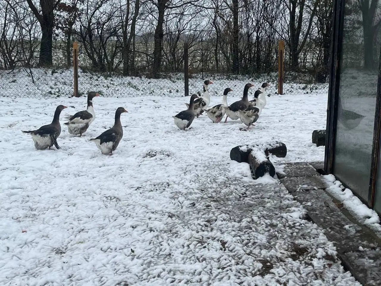 Billede 7 - Gæs til salg til hjemmeslagtning i zone Varde. 