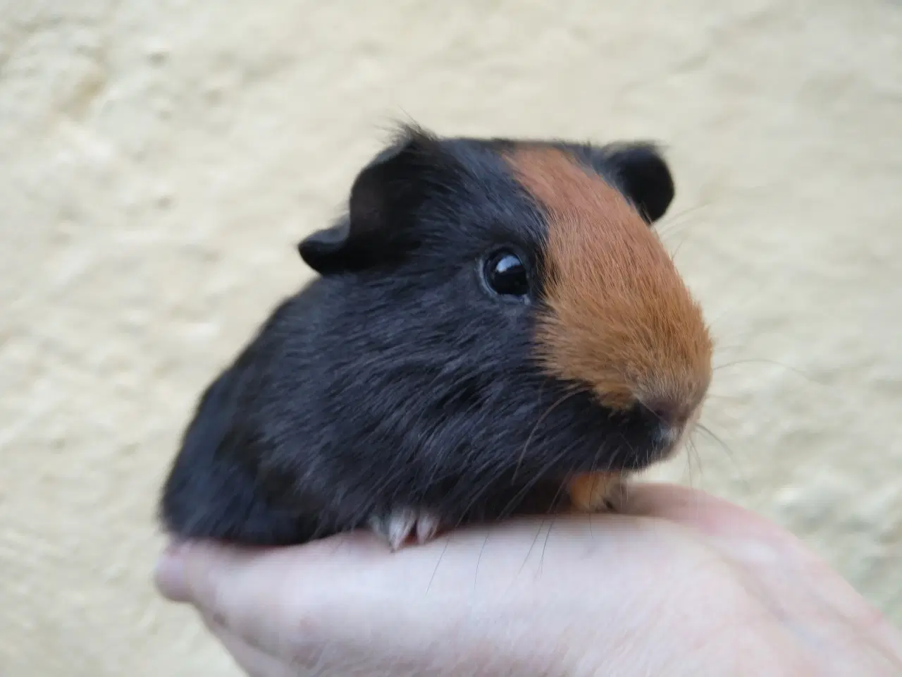 Billede 1 - 2 smukke og meget tamme brødre