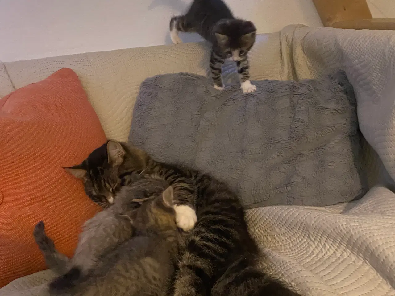 Billede 17 - De smukkeste mainecoon-blandinger 