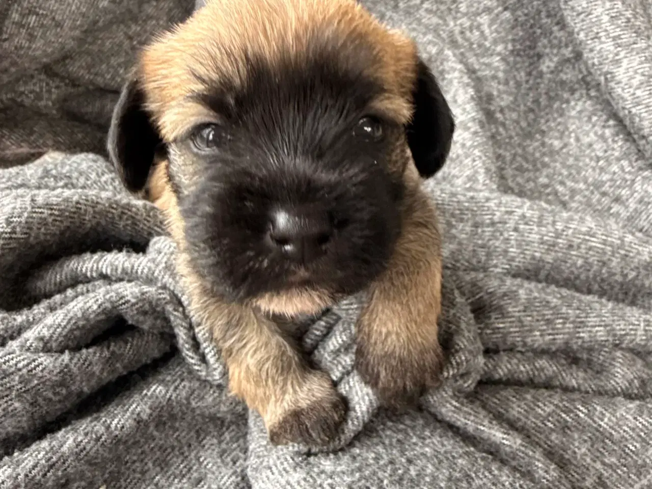 Billede 8 - 🐶 De skønneste familievenlige blandingshvalpe