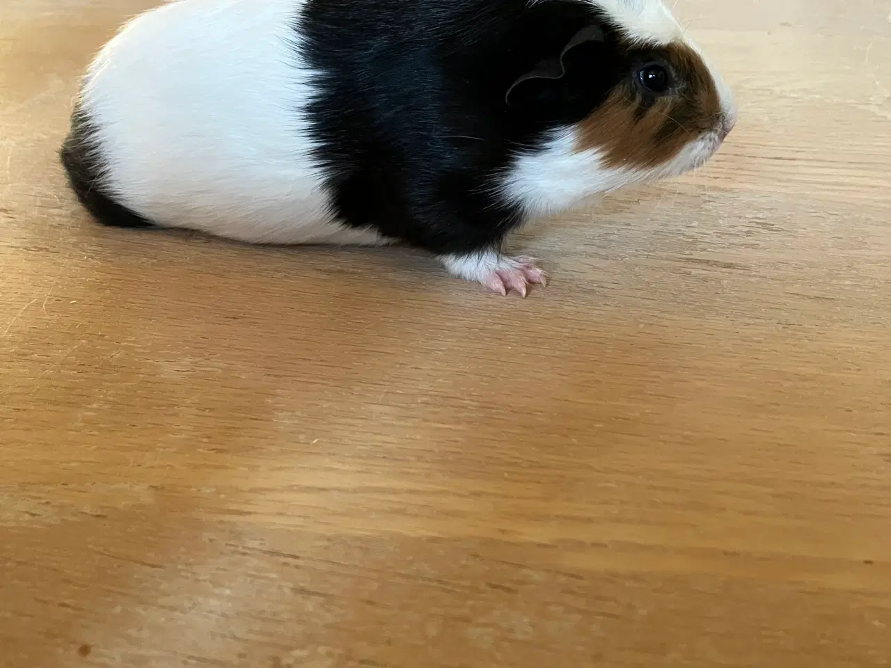 Billede 10 - Smukke marsvineuger