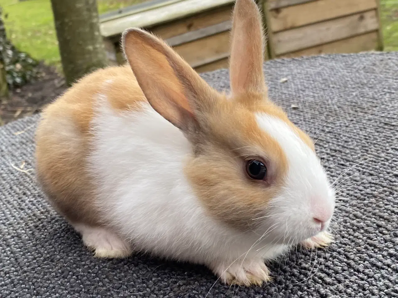 Billede 6 - HOLLÆNDER HAN MADAGASCAR